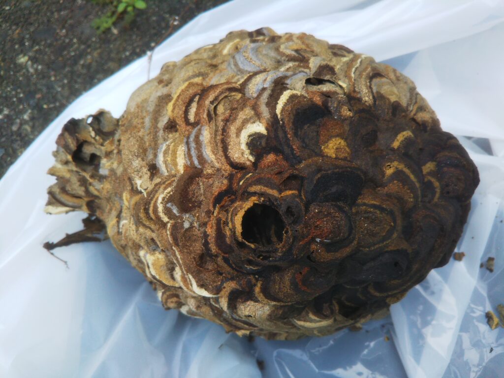 横浜市金沢区金沢文庫でのスズメバチ駆除事例