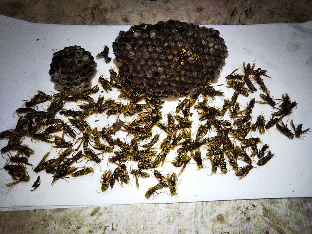 藤沢市辻堂の戸建てベランダでのアシナガバチ駆除の事例写真