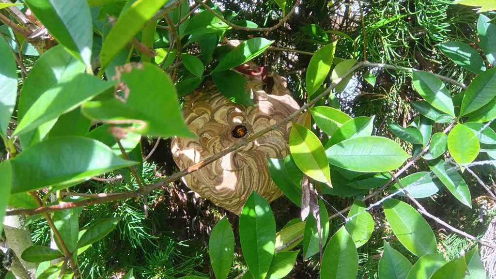 横浜市旭区鶴ヶ峰でのスズメバチ駆除事例