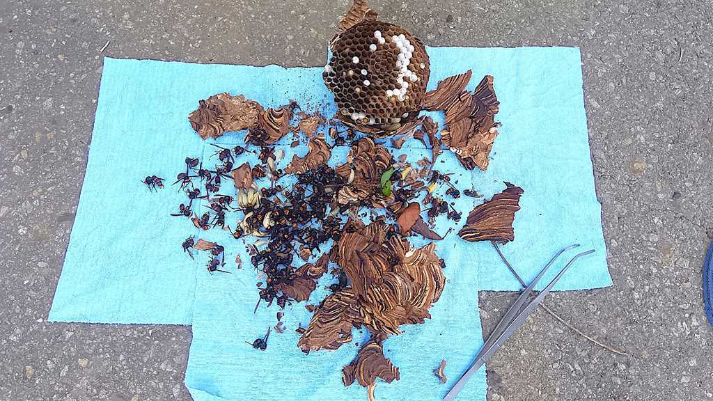 中期のコガタスズメバチの巣内部の写真