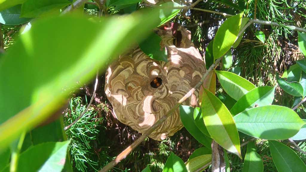 マンション敷地内の生垣に営巣した直径20㎝のコガタスズメバチの写真