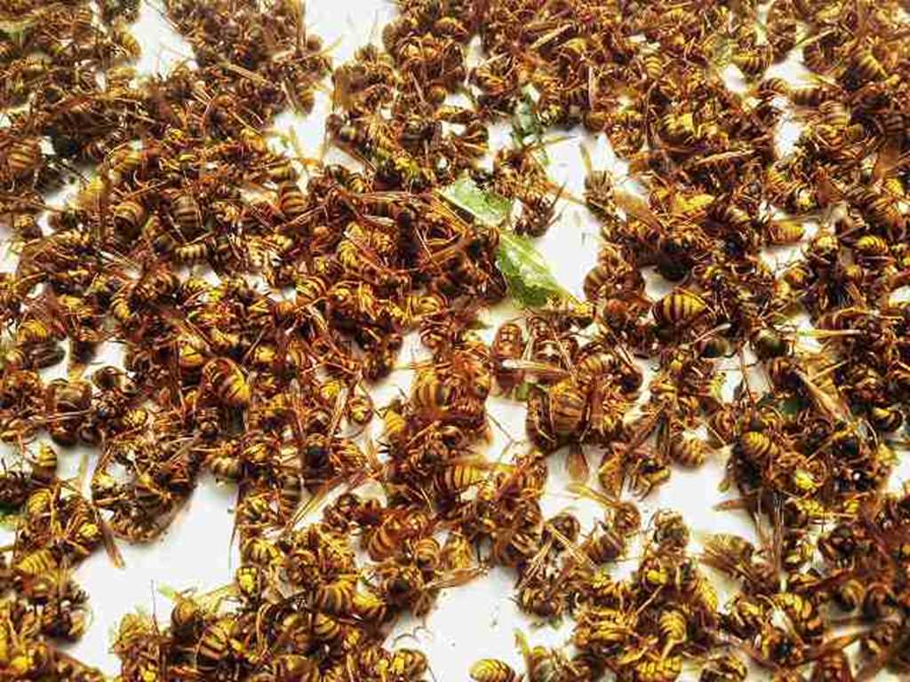 集じん機を使い駆除後に撮影した500匹以上のキイロスズメバチ