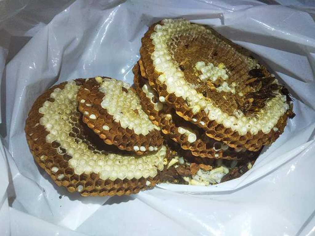 屋根裏でつくられた巣版が5層のキイロスズメバチの巣の写真