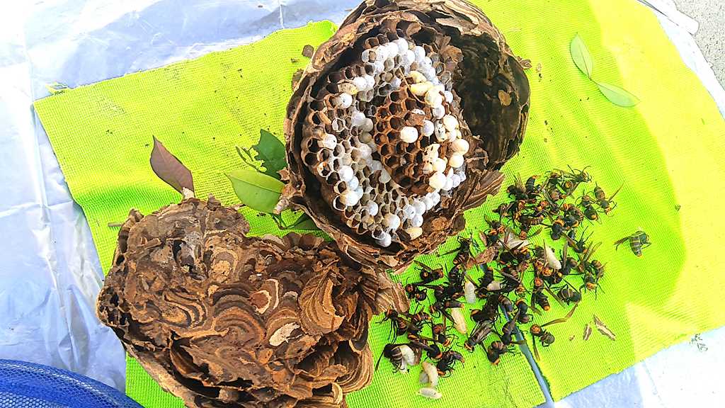 庭木の手入れ中に発見された枝にできたコガタスズメバチの巣の写真