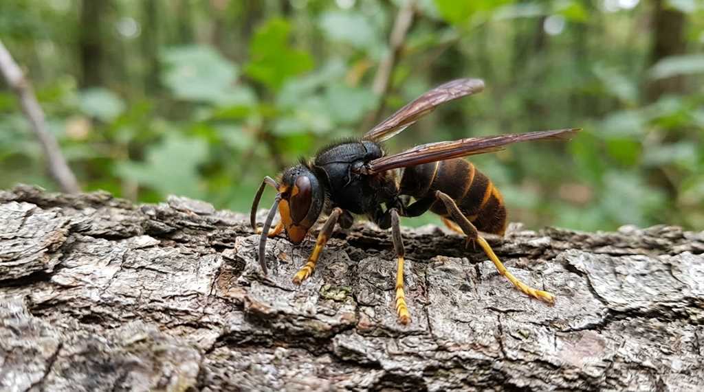 特定外来生物ツマアカスズメバチのイメージ画像