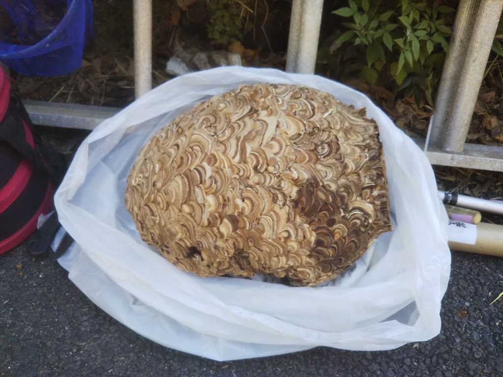 2階軒下のキイロスズメバチの巨大な巣の写真