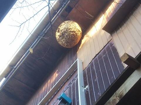 保土ヶ谷区権太坂でのスズメバチ駆除事例