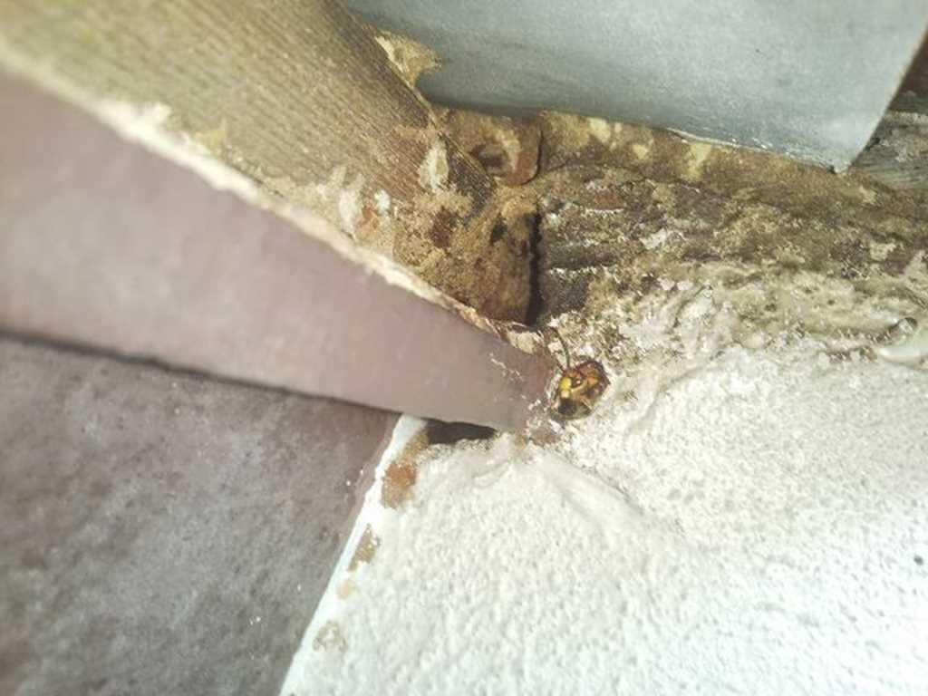 外壁のすき間から出入りするキイロスズメバチの写真