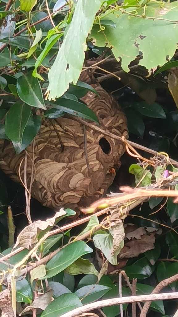 横浜市泉区緑園都市でのスズメバチ駆除事例