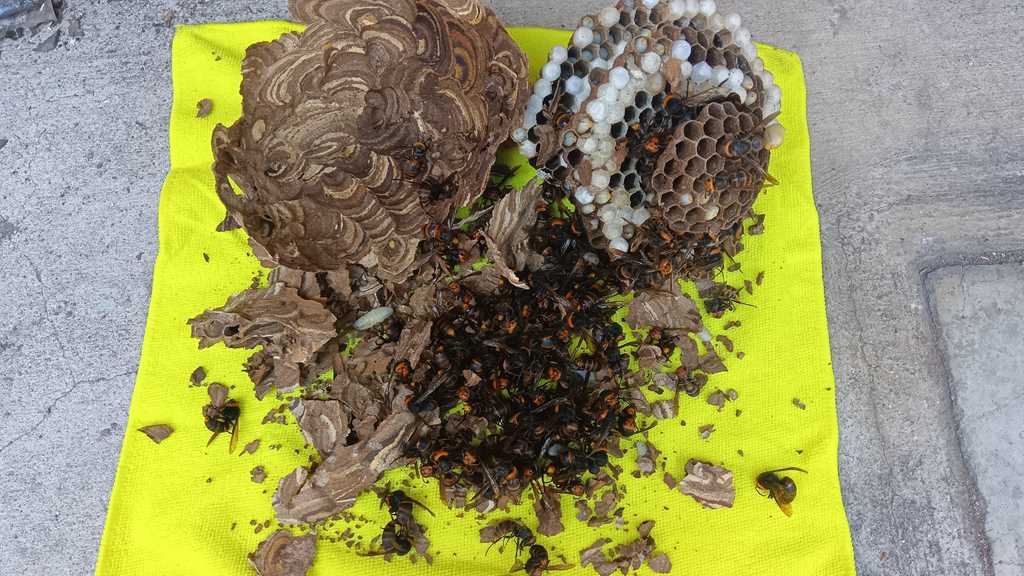 横浜市青葉区で夕方に即日駆除したスズメバチの巣とお客様からの高評価