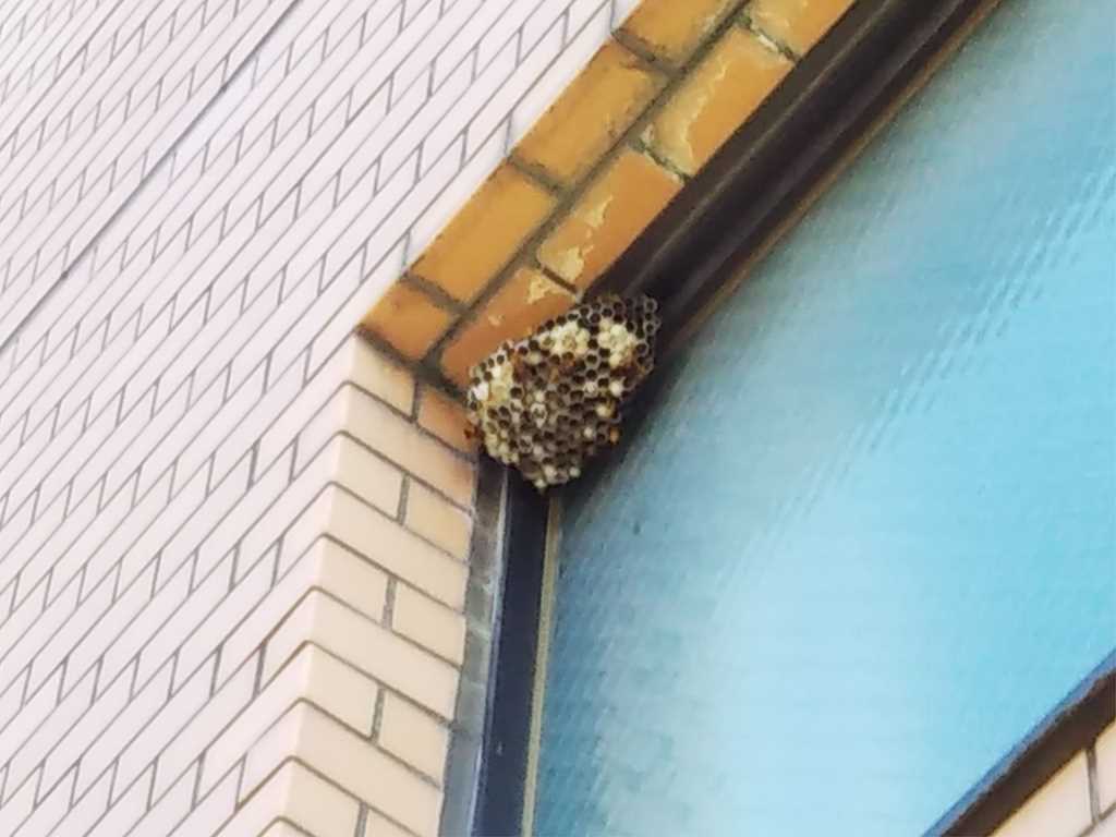 横浜市港南区の蜂の巣駆除に迅速に対応する「横浜ハチ駆除本舗」のイメージ