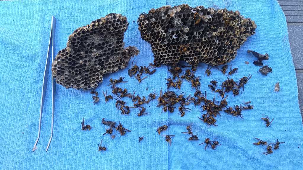 横浜市都筑区の2階軒下で駆除した約20cmのアシナガバチの巣