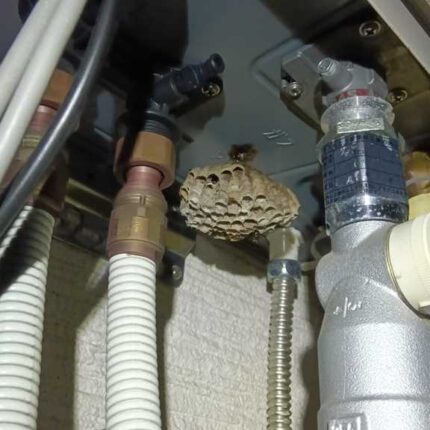 約15分の作業で安全に撤去された約10cmのアシナガバチの空の巣