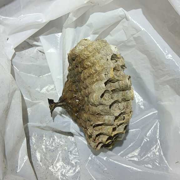 約15分の作業で安全に撤去された約10cmのアシナガバチの空の巣