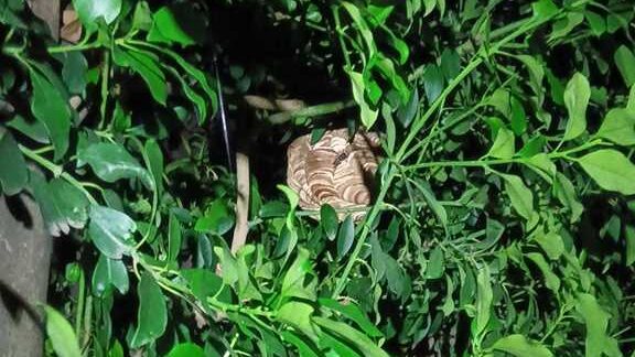 横浜市都筑区仲町台のお庭の植え込みに作られたスズメバチの巣