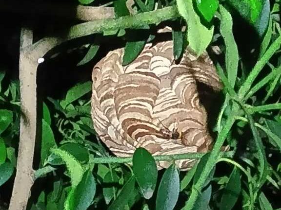 【拡大写真】お庭の植え込みに作られたコガタスズメバチの巣