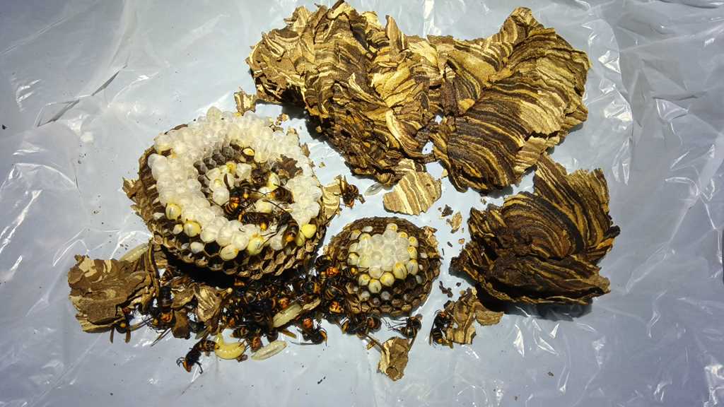 約30分の作業で安全に撤去されたスズメバチの巣