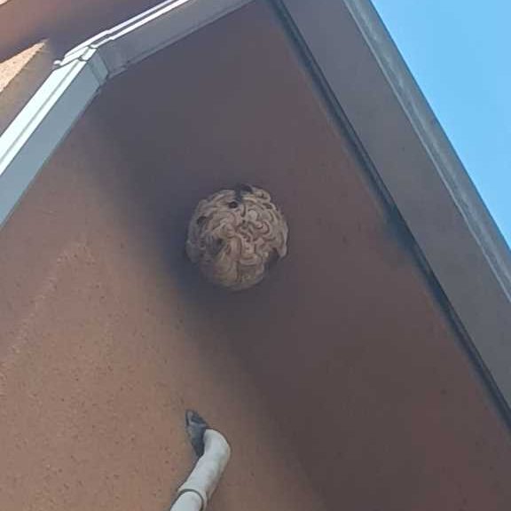 横浜市保土ヶ谷区川島町付近のお宅の2階軒下に作られたキイロスズメバチの巣