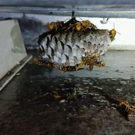 横浜市戸塚区平戸で駆除したアシナガバチの巣（エアコン室外機の下）