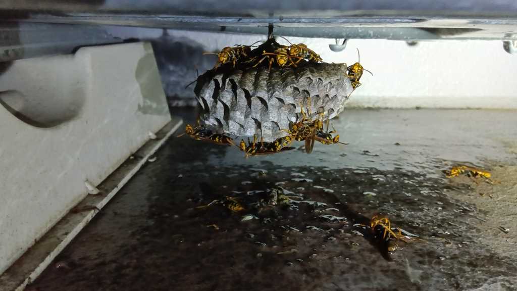 横浜市戸塚区平戸で駆除したアシナガバチの巣(エアコン室外機の下)