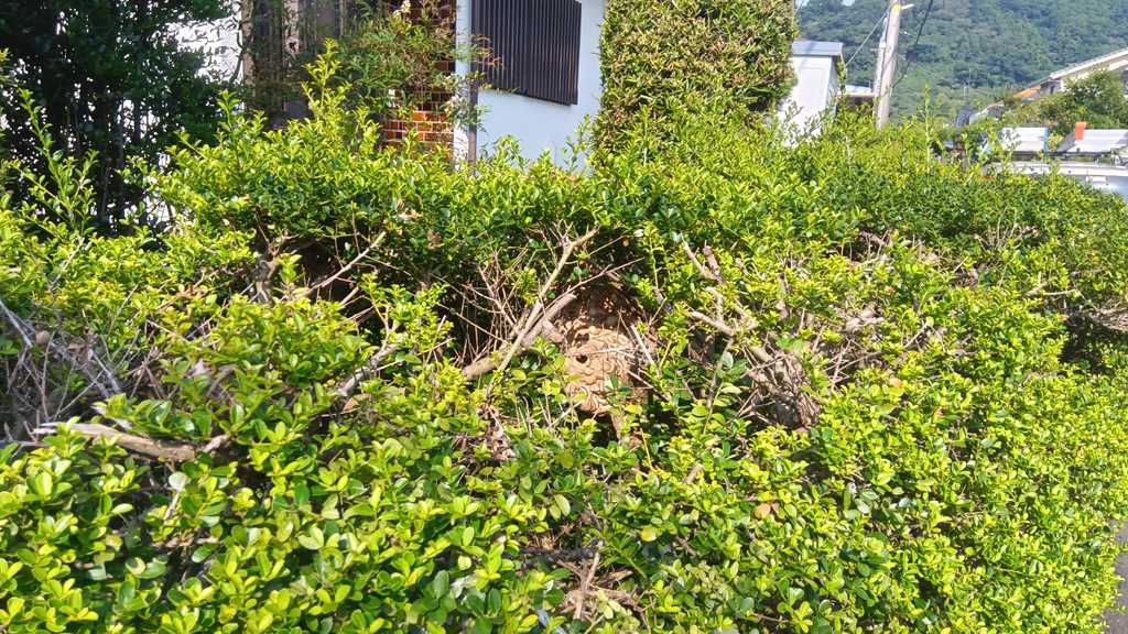 横浜市金沢区釜利谷西付近の垣根の中に作られた約25cmのスズメバチの巣の駆除事例