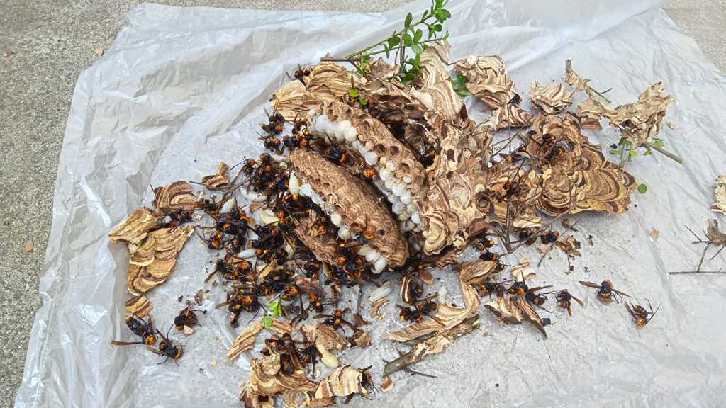金沢区釜利谷西で25cmのコガタスズメバチ蜂の巣駆除