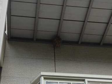 横浜市保土ヶ谷区上菅田町の2階ベランダ下に作られた約20cmのスズメバチの巣(駆除前)