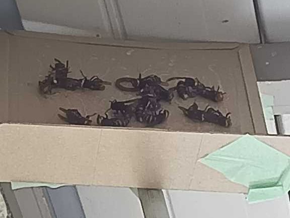 スズメバチ駆除後に設置した戻りバチ捕獲用の粘着シート