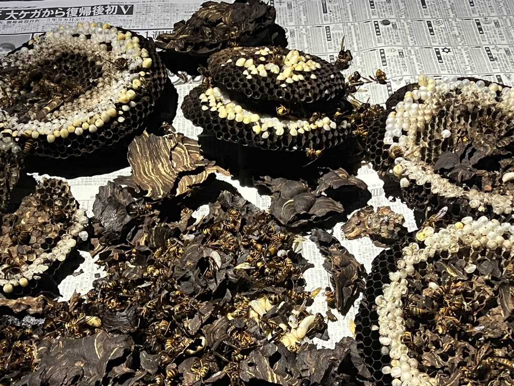 撤去後に広げて確認した、6層（段）にもなるスズメバチの巣の内部構造