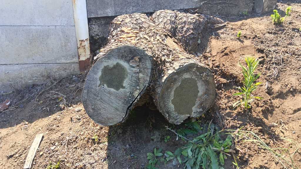 モンスズメバチの巣を撤去後、再発防止のためにモルタルで塞いだ松の切り株