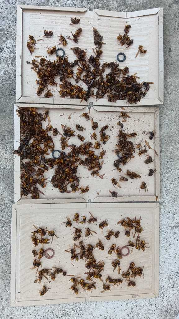粘着シート3枚を使用して捕獲した戸袋内の大量のスズメバチ