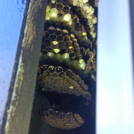 横浜市瀬谷区宮沢の2階戸袋内に作られた約30cm・8段の巨大スズメバチの巣
