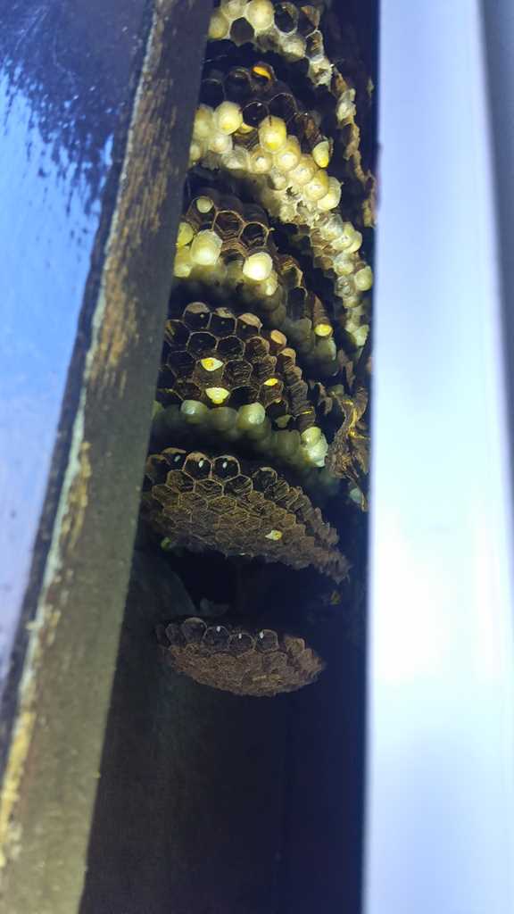 横浜市瀬谷区宮沢の2階戸袋内に作られた約30cm・8段の巨大スズメバチの巣