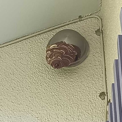 横浜市保土ヶ谷区新桜ヶ丘で換気口外側に作られた約15cmのスズメバチの巣（駆除前）