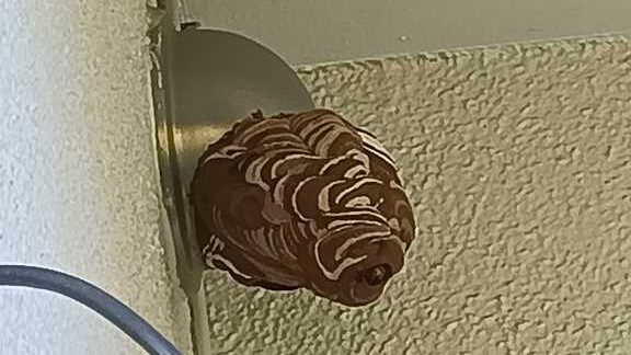 横浜市保土ヶ谷区新桜ヶ丘で換気口外側に作られた約15cmのスズメバチの巣（駆除前）