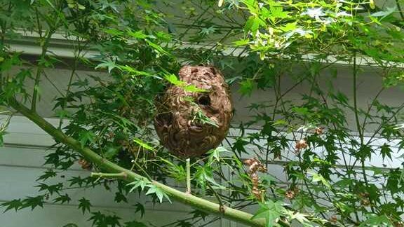 栄区庄戸の庭木に作られたスズメバチの巣（全景）