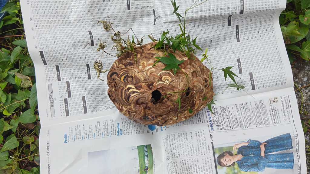 撤去した25cmのスズメバチの巣