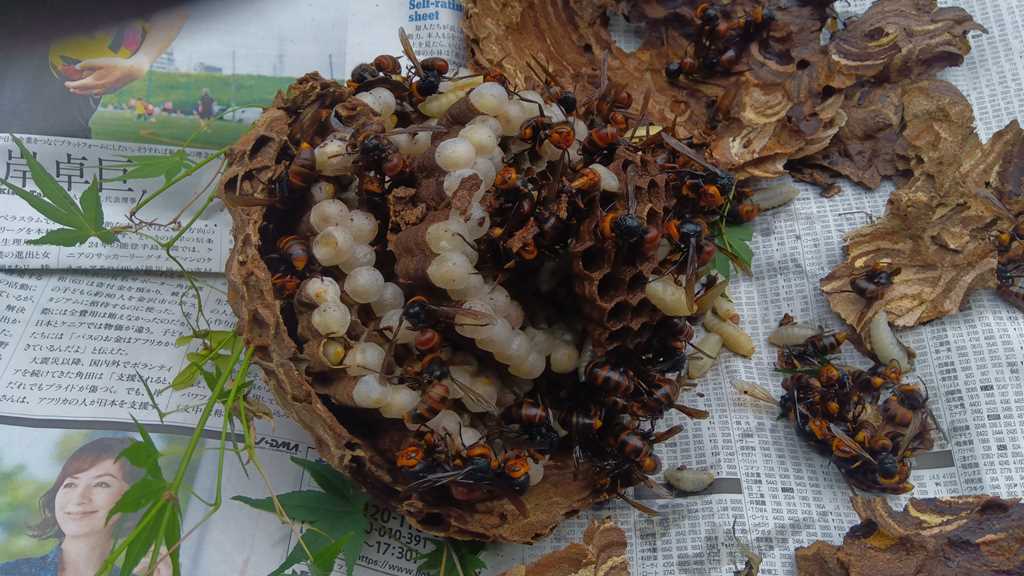 駆除したスズメバチの巣の内部（3層構造）