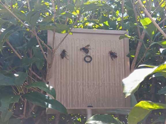 スズメバチ駆除後に設置した戻りバチ捕獲用の粘着シート