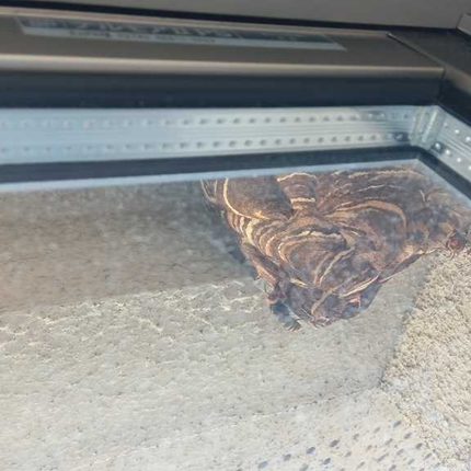※2階の窓越しから確認したスズメバチの巣。かなり大きく成長していました。
