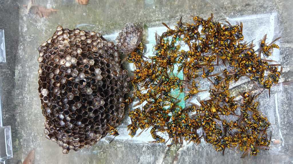 駆除・撤去が完了した20cmのアシナガバチの巣と成虫