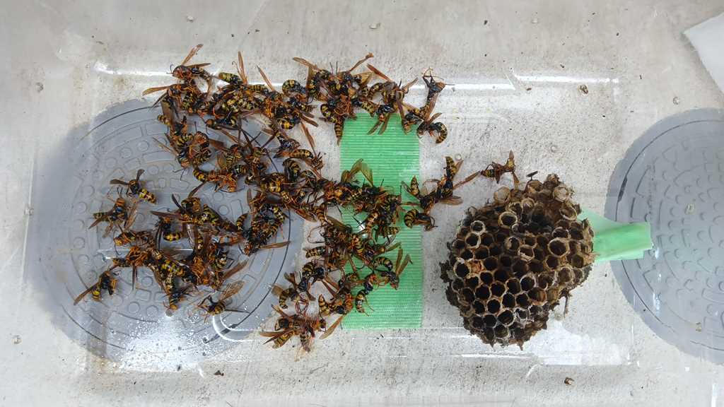 換気口から撤去した約13cmのアシナガバチの巣