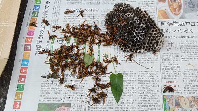 港南区日限山で駆除した約15cmのアシナガバチの巣
