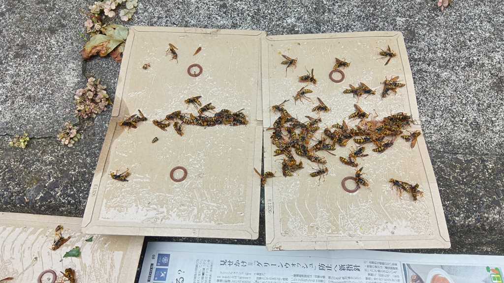 スズメバチに襲撃されていたアシナガバチ