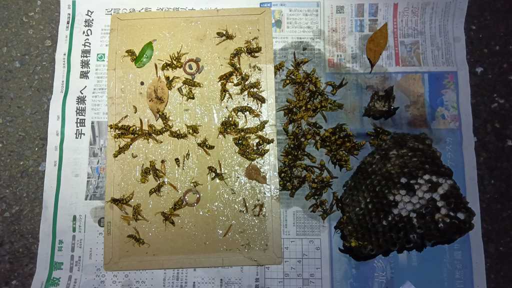 駆除したアシナガバチの群れと巣の全体写真