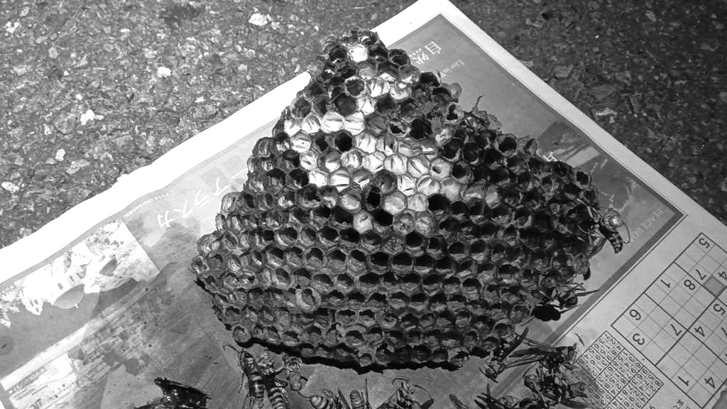 青葉区すみよし台で駆除した15cmのアシナガバチの巣（ズーム）