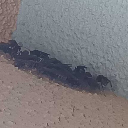 横浜市旭区の戸建て玄関の壁に群がるアシナガバチ