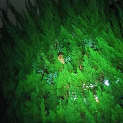 横浜市青葉区奈良町の戸建て玄関前の生け垣にできたスズメバチの巣