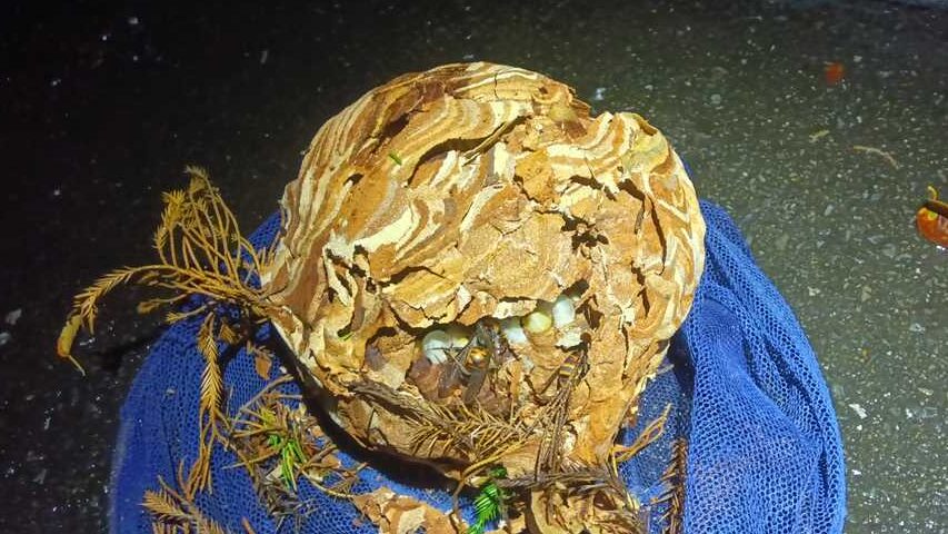 横浜市青葉区で撤去したバレーボール大のスズメバチの巣