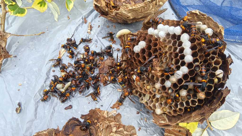 神奈川区で撤去したバレーボール大のスズメバチの巣の内部構造